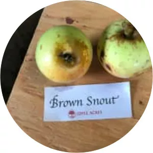Brown Snout