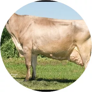 Brown Swiss cattle