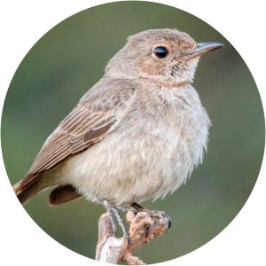 Brown-tailed rock chat photograph