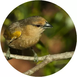 Brown tanager