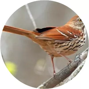 Brown thrasher