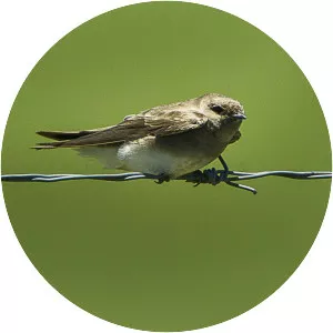 Brown-throated martin - Bird