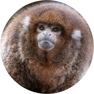 Brown titi monkey