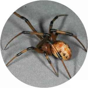 Brown widow