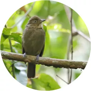 Brown-winged schiffornis