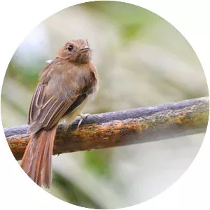 Brownish twistwing - Bird