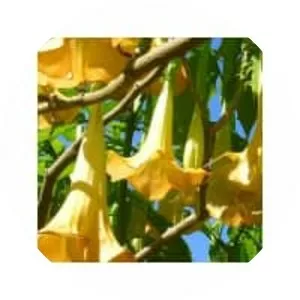 Brugmansia aurea - Plants