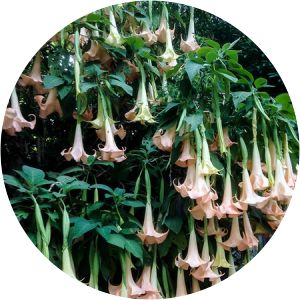 Brugmansia candida