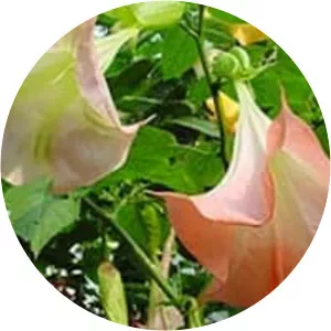 Brugmansia insignis