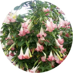 Brugmansia suaveolens