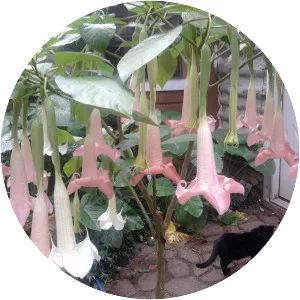 Brugmansia versicolor - Plants