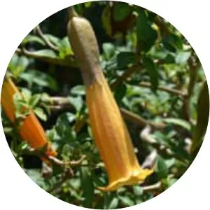 Brugmansia vulcanicola - Plants