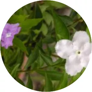 Brunfelsia hopeana - 