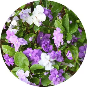 Brunfelsia pauciflora