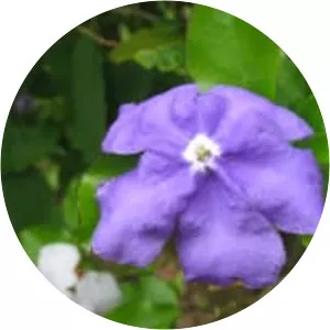 Brunfelsia