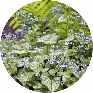 Brunnera