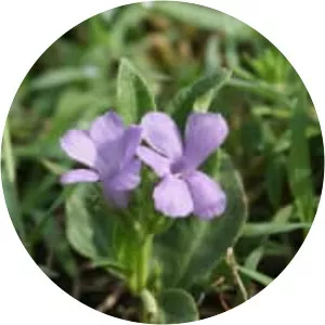 Brunoniella australis - 