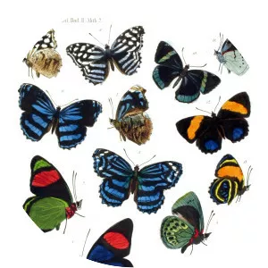 Brush-footed butterflies - Insect