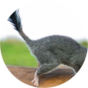 Brush-tailed phascogale - Animal