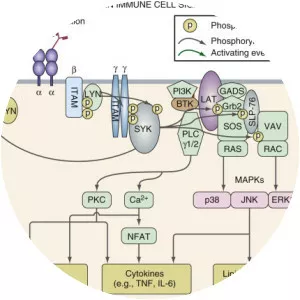 Bruton's tyrosine kinase