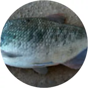 Brycon guatemalensis - 