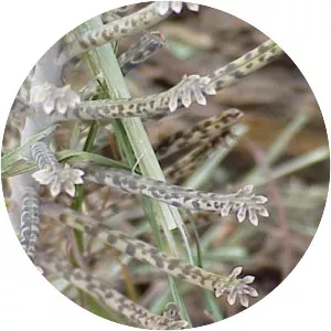 Bryophyllum delagoense - Plants