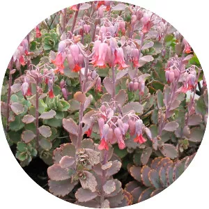 Bryophyllum fedtschenkoi - Plants