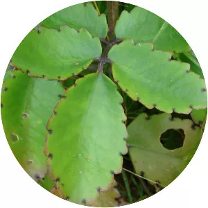 Bryophyllum pinnatum - Plants