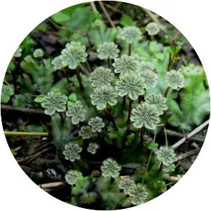 Bryophyte