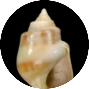 Buccinastrum deforme - 