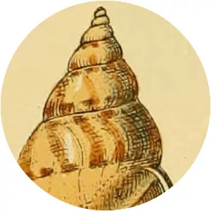 Buccinum humphreysianum