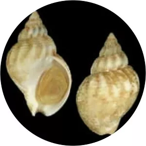 Buccinum undatum - Animal