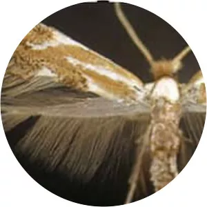 Bucculatricidae