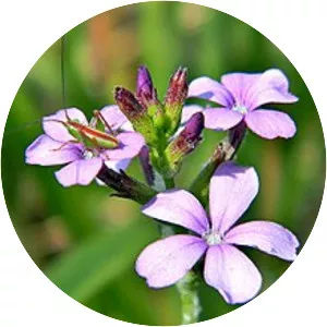 Buchnera americana - 