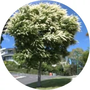 Buckinghamia celsissima