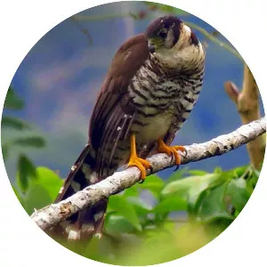 Buckley's forest falcon
