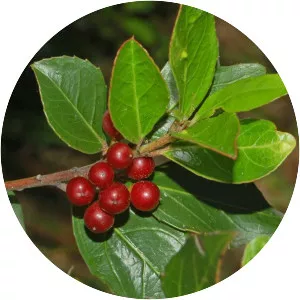 Buckthorn