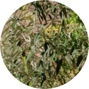Buddleja incana - 