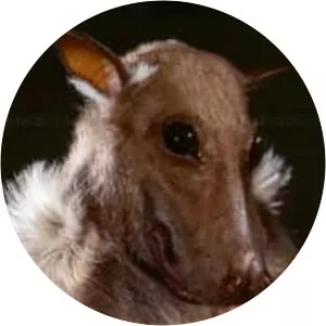 Buettikofer's epauletted fruit bat - Animal