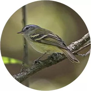 Buff-banded tyrannulet - Bird