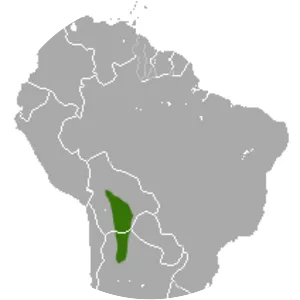 Buff-bellied fat-tailed mouse opossum