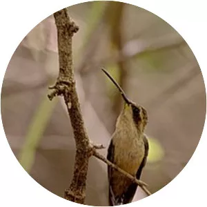 Buff-bellied hermit