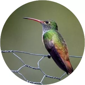 Buff-bellied hummingbird - Bird