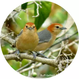 Buff-bellied tanager - Bird