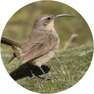 Buff-breasted earthcreeper - Bird