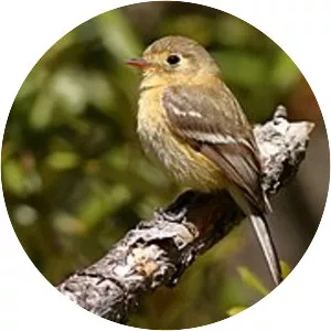 Buff-breasted flycatcher