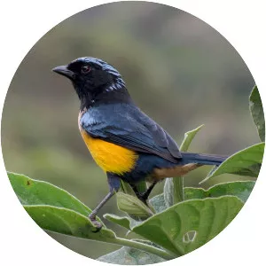 Buff-breasted mountain tanager