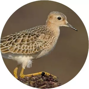 Buff-breasted sandpiper - Bird