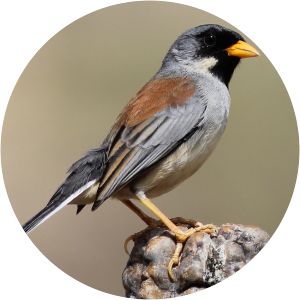 Buff-bridled Inca finch photograph