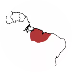 Buff-browed chachalaca - Bird